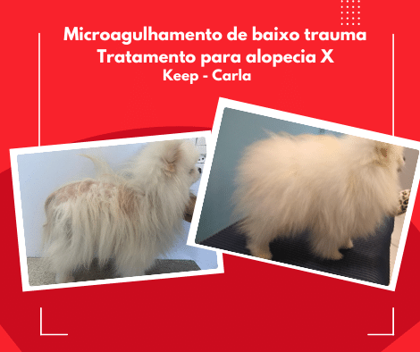 Foto 1 - microagulhamento em cão da raça spitz diagnosticado com alopecia x