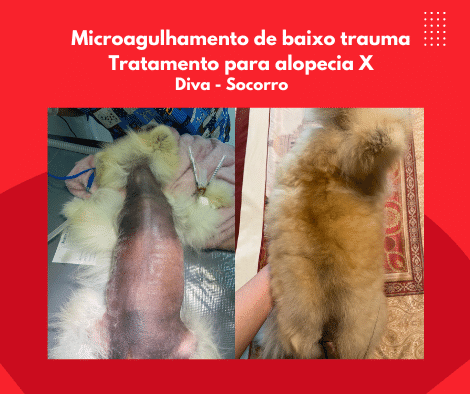 Foto 2 - microagulhamento em cão da raça spitz diagnosticado com alopecia x